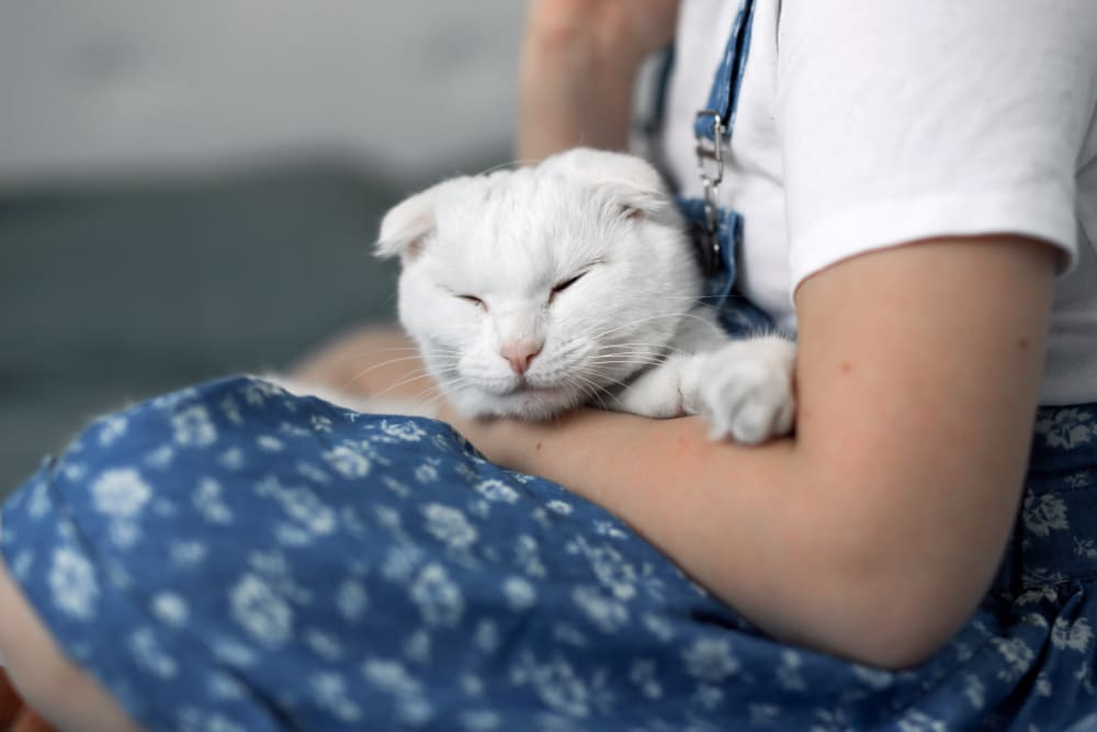 Cat doctor best sale new hyde park