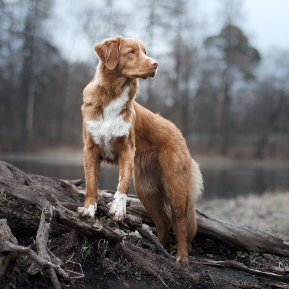 Veterinary Diagnostic Laboratory, Cincinnati Vet