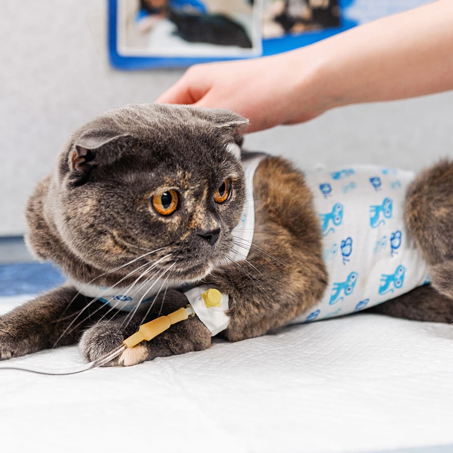 Surgery, Cincinnati Vet