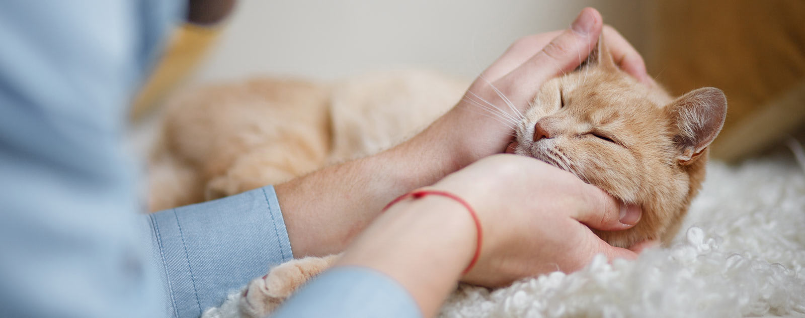 Welcome to Hyde Park Veterinary Clinic in Cincinnati!